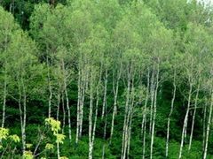 -五营红松林海景区