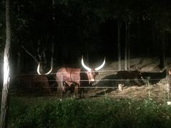 -清迈夜间动物园