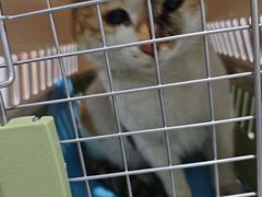 -A猫a狗全科·犬猫异宠·芥西宠物医院(南开总院)