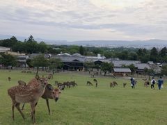 -奈良公园