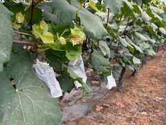 -马陆小张葡萄园农家乐