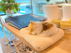 -脉冲品质汽美·贴膜(闵行店)