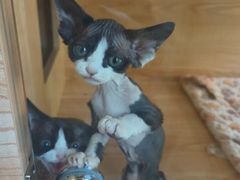 -山宅一喵德文卷毛猫舍