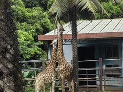 -海南热带野生动植物园