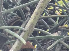 -东莞植物园