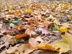 -大兴滨河森林公园