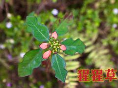 -广西壮族自治区药用植物园
