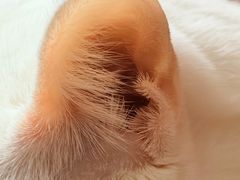 -PETKIT小佩宠物·低压洗护(国顺东路店)