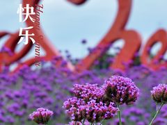-西京湾花海