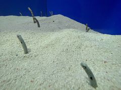 -上海海洋水族馆