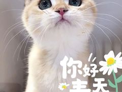 -东方名猫馆·英短金渐层布偶猫舍(环线广场1号楼店)