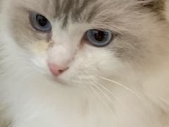 -瞄一喵猫咖(格力海岸店)