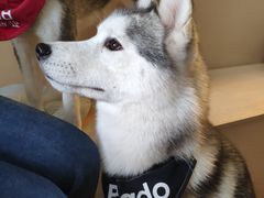 -Husky Go! 哈士奇体验馆·宠物咖啡厅狗咖