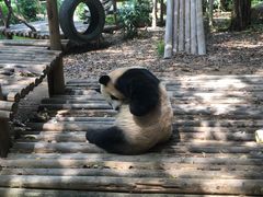 -深圳野生动物园