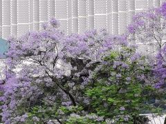 -成都市活水公园