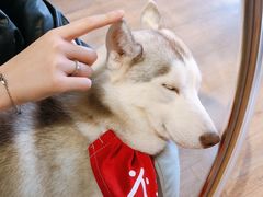 -Husky Go! 哈士奇体验馆·宠物咖啡厅狗咖