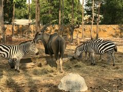 -清迈夜间动物园