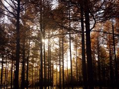 -塞罕坝国家级自然保护区