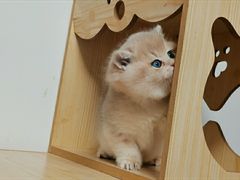 -东方名猫馆·英短金渐层布偶猫舍(环线广场1号楼店)