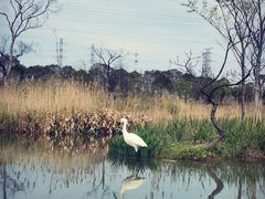 -上海长兴岛郊野公园