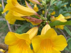 -广州神农草堂中医药博物馆