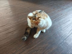 -猫岛主趣味餐厅(鼓浪屿店)