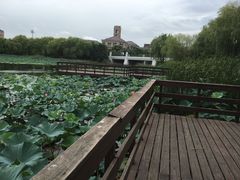 -新江湾城公园