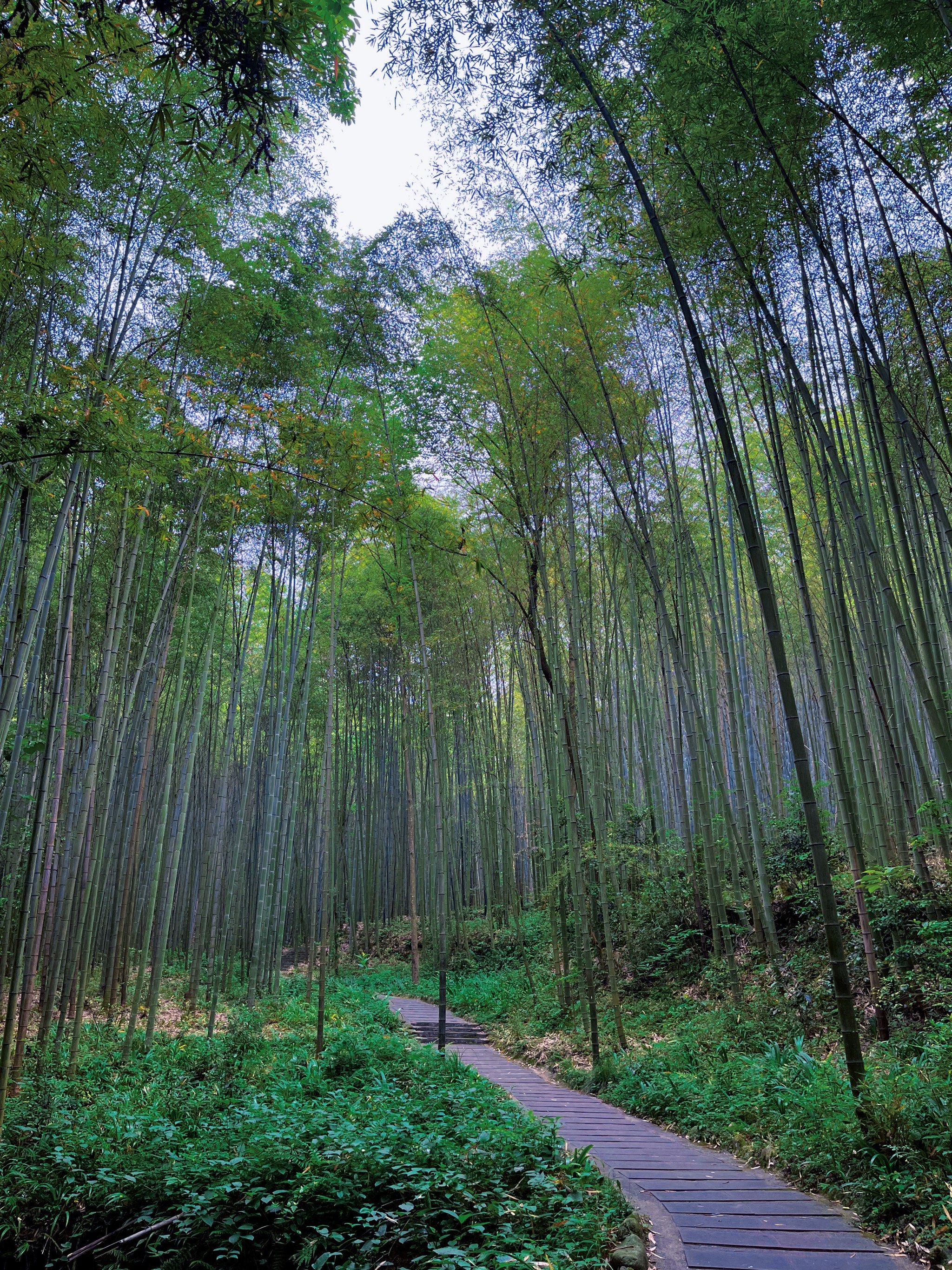 阳平玄观,竹海密道