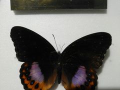 -上海昆虫博物馆