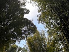 -云南勐巴娜西珍奇园