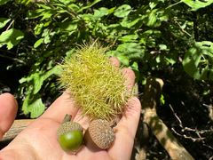 -青峰峡国家森林公园