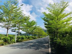 -亚龙湾国际玫瑰谷