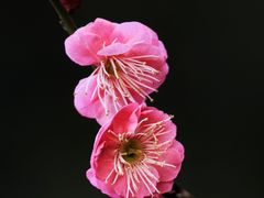 -上海吴淞炮台湾国家湿地公园