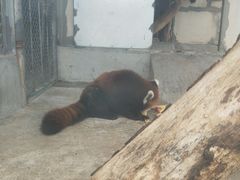 -泉州海丝野生动物世界