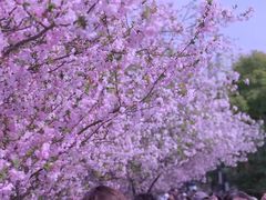 -莫愁湖公园