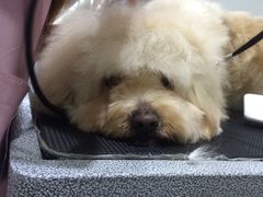 -暖阳宠物医院·犬猫康复中心·骨科