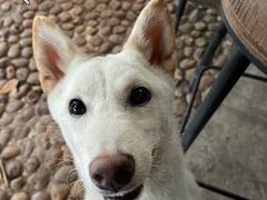 -柴犬高等学院·狗咖·柴犬售卖·宠物训练