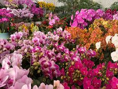 -龙大花卉苗木市场