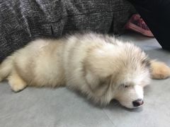 -汪说·狗咖(旺城大厦店)