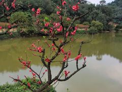 -南国桃园旅游度假区