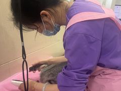 -北京观赏动物医院·24小时大型综合·猫专科·异宠专科