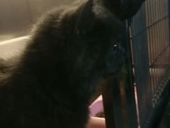 -PETKIT 小佩宠物·低压洗护·美容·寄养(安远店)