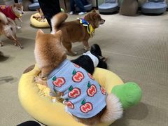 -逗柴咖啡屋·狗咖猫咖宠物桌游