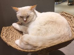 -藏猫猫咖啡主题馆(中央大道店)