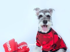 -超宠爱宠物摄影-Super pet