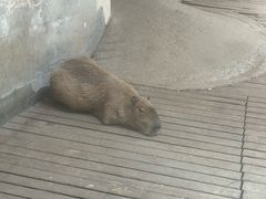 -石家庄市动物园