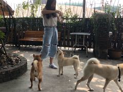 -柴犬高等学院·狗咖·柴犬售卖·宠物训练