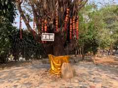 -瑞丽独树成林风景区