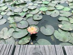 -大湾区中央湿地公园