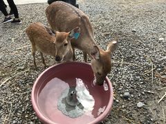 -鹿境梅花鹿生态园区